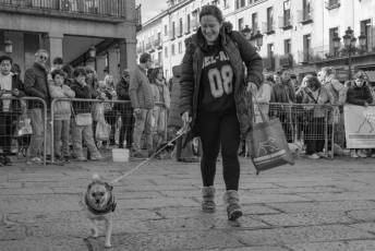 Fotogalería XXVIII Concurso de Perros y Gatos 22 XVIII Concurso de Perros y Gatos