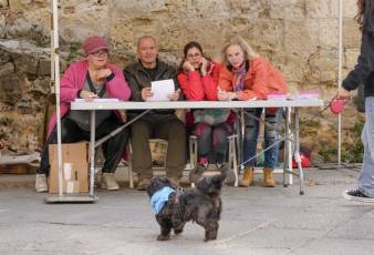 Fotogalería XXVIII Concurso de Perros y Gatos 71 XVIII Concurso de Perros y Gatos