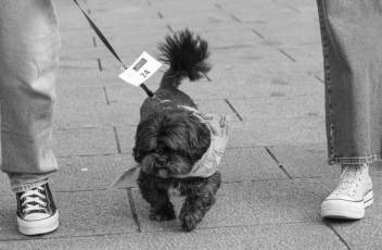 Fotogalería XXVIII Concurso de Perros y Gatos 31 XVIII Concurso de Perros y Gatos