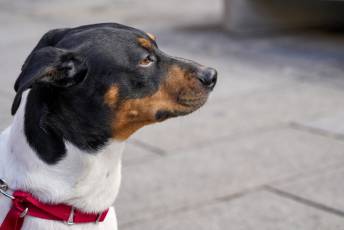 Fotogalería XXVIII Concurso de Perros y Gatos 38 XVIII Concurso de Perros y Gatos
