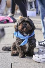 Fotogalería XXVIII Concurso de Perros y Gatos 7 XVIII Concurso de Perros y Gatos