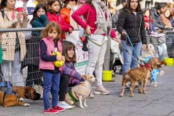 Fotogalería XXVIII Concurso de Perros y Gatos 11 XVIII Concurso de Perros y Gatos