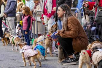 Fotogalería XXVIII Concurso de Perros y Gatos 66 XVIII Concurso de Perros y Gatos