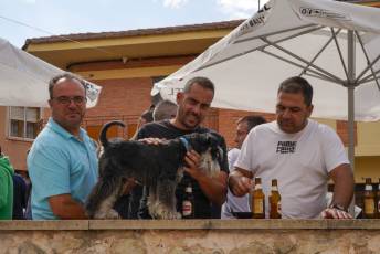 Fotogalería VI Feria del Garbanzo en Valseca 35 Fotografía: Miguel Angel Fernández