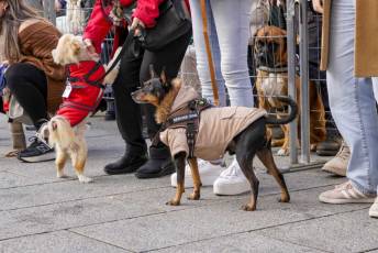 Fotogalería XXVIII Concurso de Perros y Gatos 63 XVIII Concurso de Perros y Gatos