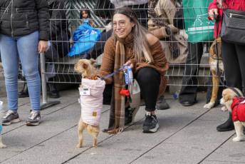 Fotogalería XXVIII Concurso de Perros y Gatos 13 XVIII Concurso de Perros y Gatos