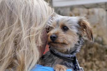 Fotogalería XXVIII Concurso de Perros y Gatos 54 XVIII Concurso de Perros y Gatos