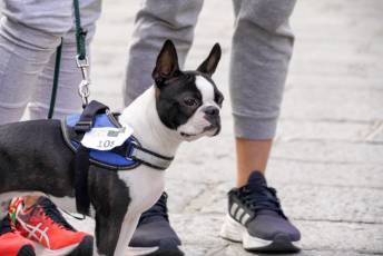 Fotogalería XXVIII Concurso de Perros y Gatos 70 XVIII Concurso de Perros y Gatos