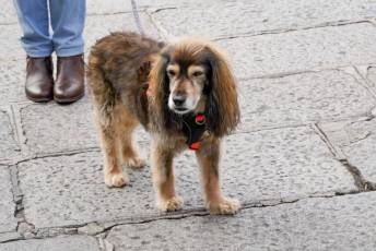 Fotogalería XXVIII Concurso de Perros y Gatos 3 XVIII Concurso de Perros y Gatos