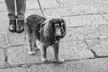 Fotogalería XXVIII Concurso de Perros y Gatos 62 XVIII Concurso de Perros y Gatos