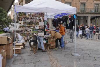 Fotogalería XXVIII Concurso de Perros y Gatos 12 XVIII Concurso de Perros y Gatos