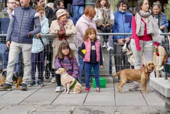 Fotogalería XXVIII Concurso de Perros y Gatos 21 XVIII Concurso de Perros y Gatos
