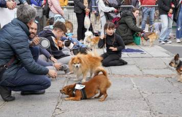 Fotogalería XXVIII Concurso de Perros y Gatos 47 XVIII Concurso de Perros y Gatos