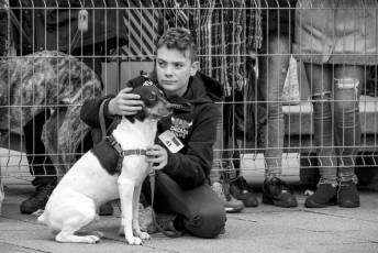 Fotogalería XXVIII Concurso de Perros y Gatos 42 XVIII Concurso de Perros y Gatos