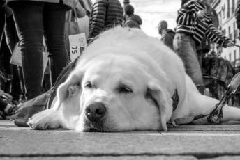 Fotogalería XXVIII Concurso de Perros y Gatos 50 XVIII Concurso de Perros y Gatos