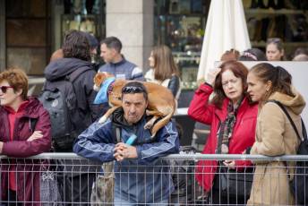 Fotogalería XXVIII Concurso de Perros y Gatos 48 XVIII Concurso de Perros y Gatos