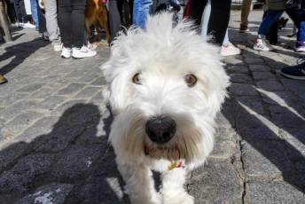 Fotogalería XXVIII Concurso de Perros y Gatos 24 XVIII Concurso de Perros y Gatos