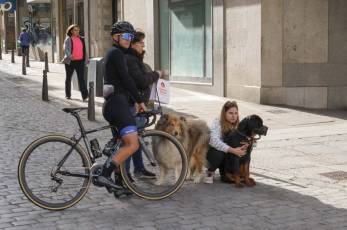 Fotogalería XXVIII Concurso de Perros y Gatos 60 XVIII Concurso de Perros y Gatos