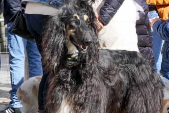 Fotogalería XXVIII Concurso de Perros y Gatos 34 XVIII Concurso de Perros y Gatos