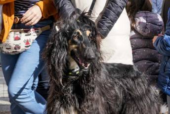 Fotogalería XXVIII Concurso de Perros y Gatos 53 XVIII Concurso de Perros y Gatos
