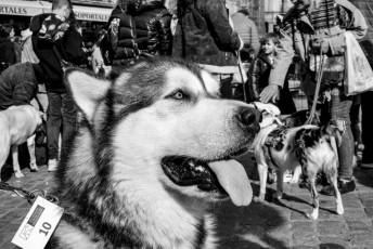 Fotogalería XXVIII Concurso de Perros y Gatos 20 XVIII Concurso de Perros y Gatos