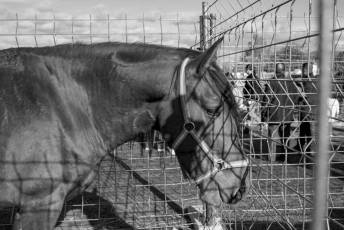 Fotogalería 52ª Edición Feria del Ganado en Navafría 4 Feria del Ganado en Navafría