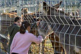 Fotogalería 52ª Edición Feria del Ganado en Navafría 31 Feria del Ganado en Navafría