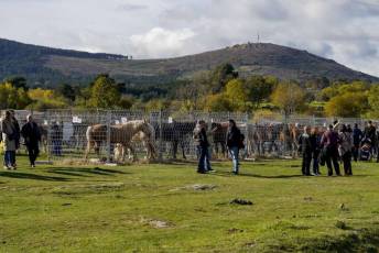 Fotogalería 52ª Edición Feria del Ganado en Navafría 27 Feria del Ganado en Navafría