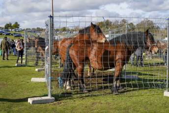 Fotogalería 52ª Edición Feria del Ganado en Navafría 25 Feria del Ganado en Navafría
