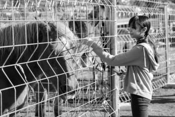 Fotogalería 52ª Edición Feria del Ganado en Navafría 11 Feria del Ganado en Navafría