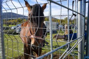 Fotogalería 52ª Edición Feria del Ganado en Navafría 19 Feria del Ganado en Navafría