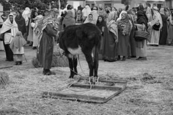 Fotogalería XXV Belén Viviente en Zarzuela del Pinar 40 Belén Viviente en Zarzuela del Pinar
