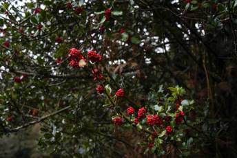 Fotogalería Mercado del Acebo en Prádena 32 Mercado del Acebo en Prádena