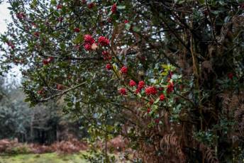 Fotogalería Mercado del Acebo en Prádena 11 Mercado del Acebo en Prádena