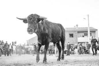 Fotogalería Gran Capea de Navidad en Bercial 17 Capea de Navidad en Bercial