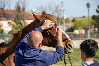 Fotogalería Concentración Caballistas en Palazuelos de Eresma 12 Feria de Abril Concentración de Caballos en Palazuelos