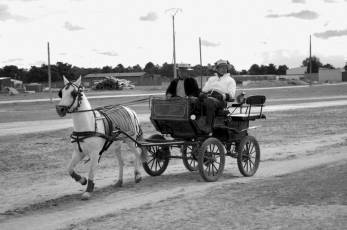 Fotogalería XII Feria del Caballo en Mozoncillo 12 XII Feria del Caballo en Mozoncillo