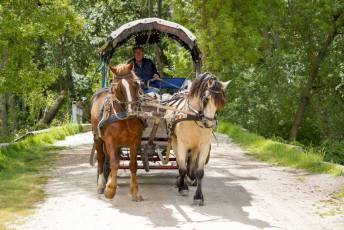 Fotogalería XII Feria del Caballo en Mozoncillo 38 XII Feria del Caballo en Mozoncillo