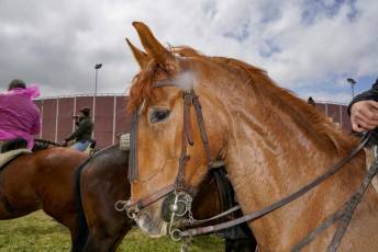 Fotogalería XII Feria del Caballo en Mozoncillo 43 XII Feria del Caballo en Mozoncillo