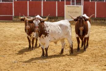 Fotogalería XII Feria del Caballo en Mozoncillo 20 XII Feria del Caballo en Mozoncillo