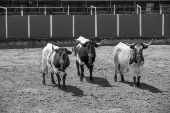 Fotogalería XII Feria del Caballo en Mozoncillo 10 XII Feria del Caballo en Mozoncillo