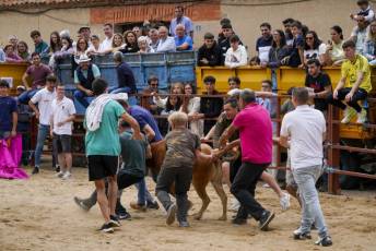 Fotogalería Capea Fiestas San Isidro en Garcillán 38 Capea Fiestas San Isidro en Garcillán
