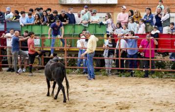 Fotogalería Capea Fiestas San Isidro en Garcillán 73 Capea Fiestas San Isidro en Garcillán