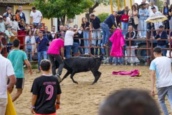 Fotogalería Capea Fiestas San Isidro en Garcillán 22 Capea Fiestas San Isidro en Garcillán