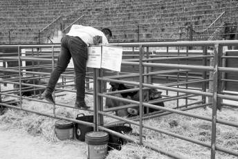 Fotogalería Feria de Ganado en El Espinar 56 Feria del Ganado en El Espinar