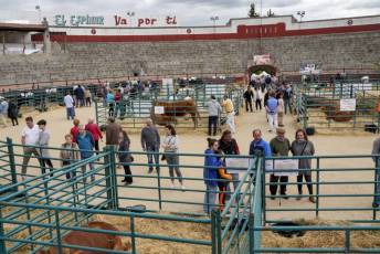 Fotogalería Feria de Ganado en El Espinar 53 Feria del Ganado en El Espinar