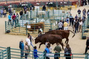 Fotogalería Feria de Ganado en El Espinar 45 Feria del Ganado en El Espinar