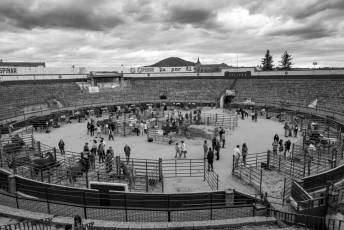 Fotogalería Feria de Ganado en El Espinar 30 Feria del Ganado en El Espinar