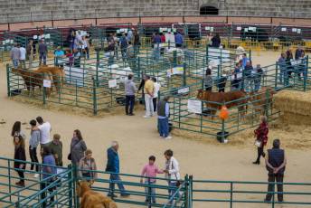 Fotogalería Feria de Ganado en El Espinar 20 Feria del Ganado en El Espinar