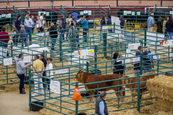 Fotogalería Feria de Ganado en El Espinar 57 Feria del Ganado en El Espinar